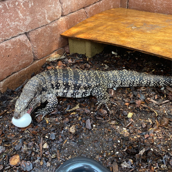 Blue Tegu Adult Female (possible het albino)