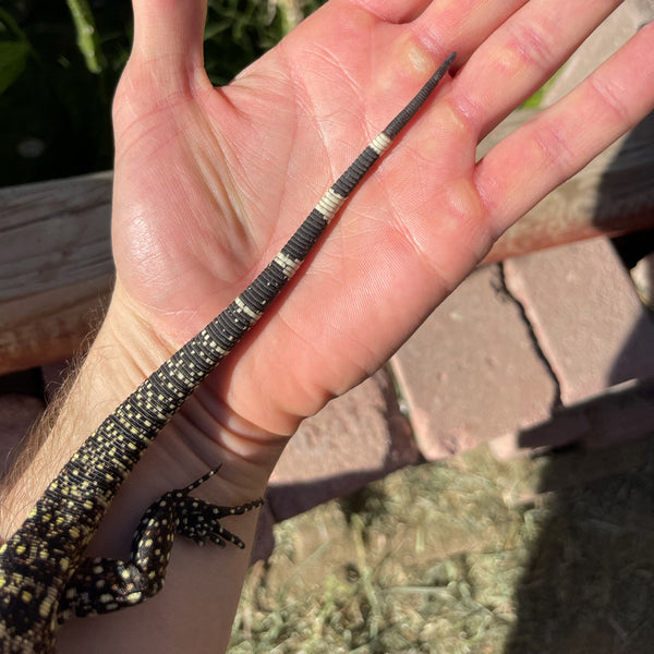 Regenerated Tail Rośe x Blue Ice 100% het Albino Male Baby Tegu