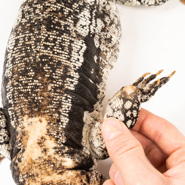 Blue 100% het Albino Adult Female Tegu