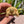 Load image into Gallery viewer, Ivory Sulcata Tortoise
