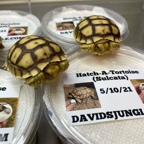 Hatch-A-Tortoise (Sulcata) 2024