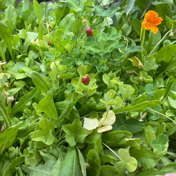 Broadleaf and Flower Browsing Seed Mix