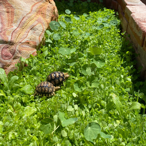 Broadleaf and Flower Browsing Seed Mix