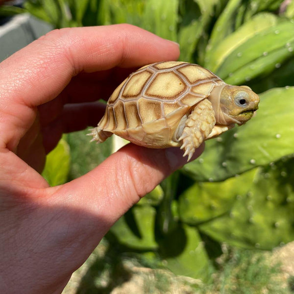 Hatch-A-Tortoise (Sulcata) - David's Jungle