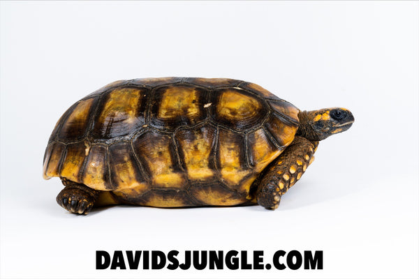 Stunning Adult Female Yellowfoot Tortoise