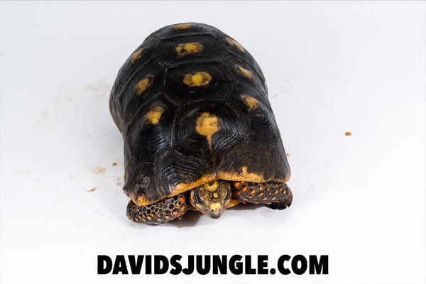 Redfoot Tortoise Adult Male