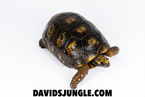 Adult Female YellowFoot Tortoise #3