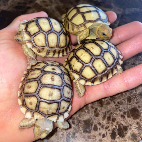 Baby Sulcata Tortoise (Preorder) - David's Jungle