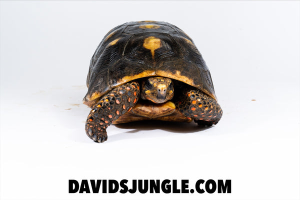 Large Adult Redfoot Tortoise Pair