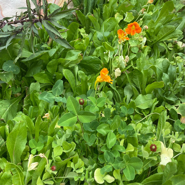 Broadleaf and Flower Browsing Seed Mix