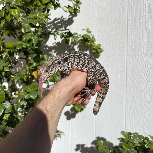 Purple Reign 66 % het albino Female Tegu (Stubby Tail)
