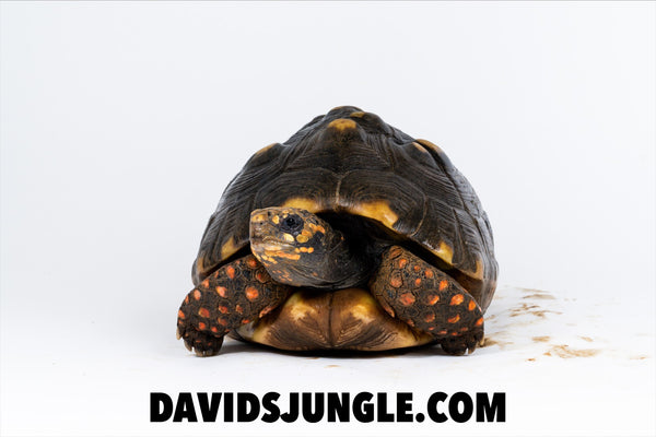 Large Adult Redfoot Tortoise Pair