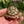 Load image into Gallery viewer, Split/ Mis-Scute Sulcata Tortoise
