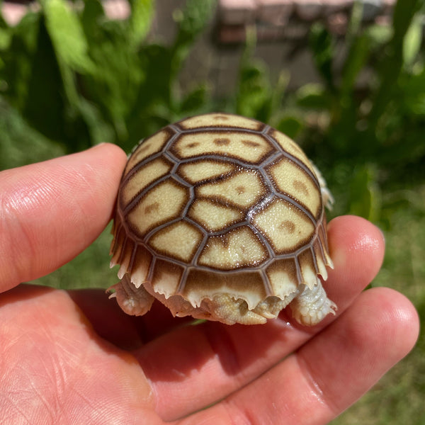 Split/ Mis-Scute Sulcata Tortoise