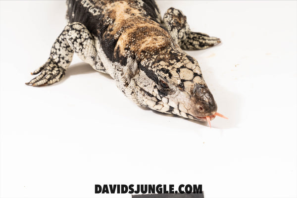 Blue 100% het Albino Adult Female Tegu