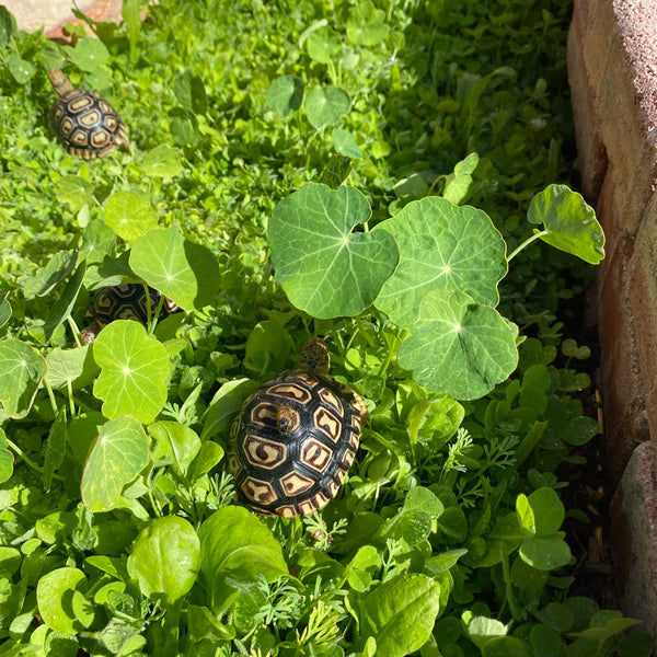 Broadleaf and Flower Browsing Seed Mix