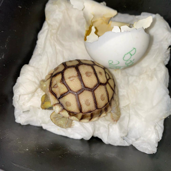 Hatch-A-Tortoise (Sulcata) - David's Jungle