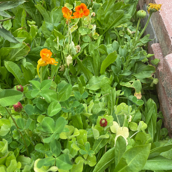 Broadleaf and Flower Browsing Seed Mix