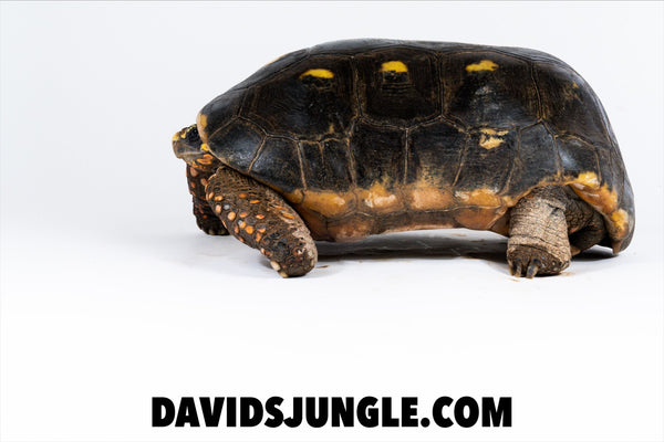 Large Adult Redfoot Tortoise Pair