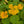 Load image into Gallery viewer, David’s Jungle Flower Seed Mix - David&#39;s Jungle
