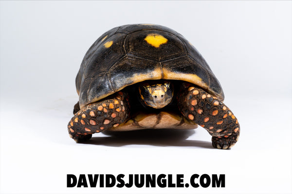 Large Adult Redfoot Tortoise Pair