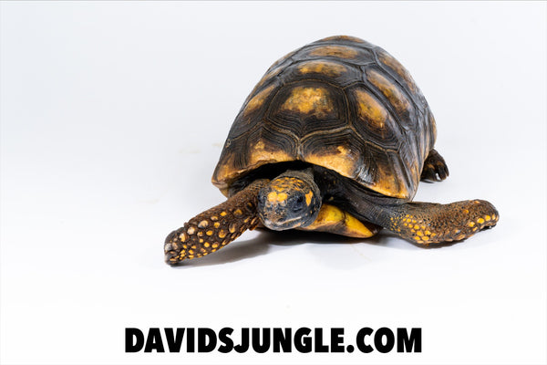 Adult Female YellowFoot Tortoise #2