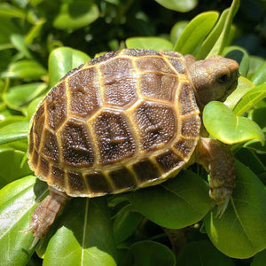 Baby Russian Tortoise (Preorder) - David's Jungle
